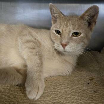 Gloria -  Domestic Short Hair Cat for Adoption in Watertown, Wisconsin - Gloria | PetCurious
