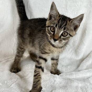 Sokka -  Domestic Short Hair Cat for Adoption in Johnson City, Tennessee - Sokka | PetCurious