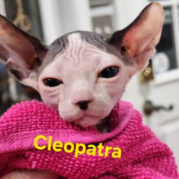 Cleopatra -  Sphynx Hairless Cat Cat for Adoption in North Augusta, South Carolina - Cleopatra | PetCurious