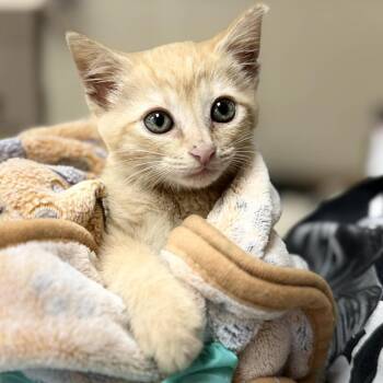 Tilly -  Domestic Short Hair Cat for Adoption in Jacksboro, Tennessee - Tilly | PetCurious