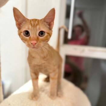 Odie -  Domestic Short Hair Cat for Adoption in Newcastle, Oklahoma - Odie | PetCurious