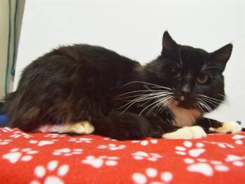 Domestic Long Hair Cats Available for Adoption - MARIO | PetCurious