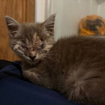 Rescue Domestic Short Hair Cats for Adoption in Morgan Hill, California - Stevie | PetCurious