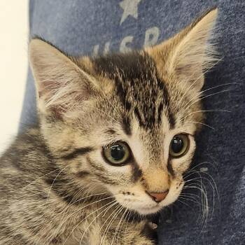 Domestic Short Hair Cats Available for Adoption in Brighton, Missouri - Ana | PetCurious