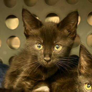 Captain (Teal) -  Domestic Short Hair Cat for Adoption in Keizer, Oregon - Captain (Teal) | PetCurious