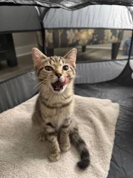 Badminton -  Domestic Short Hair Cat for Adoption in Fishers, Indiana - Badminton | PetCurious