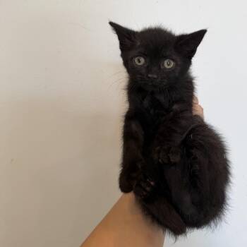 Domestic Short Hair Cats Available for Adoption in Chattanooga, Tennessee - Maki | PetCurious