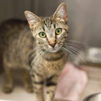 Chiabatta -  Domestic Short Hair Cat for Adoption in Atlanta, Georgia - Chiabatta | PetCurious
