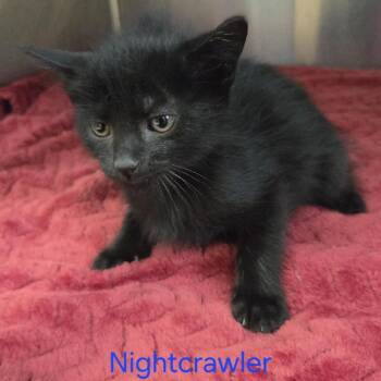 Night Crawler -  Domestic Short Hair Cat for Adoption in Windsor, Virginia - Night Crawler | PetCurious