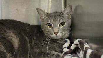 DAKOTA -  Domestic Short Hair Cat for Adoption in Tustin, California - DAKOTA | PetCurious