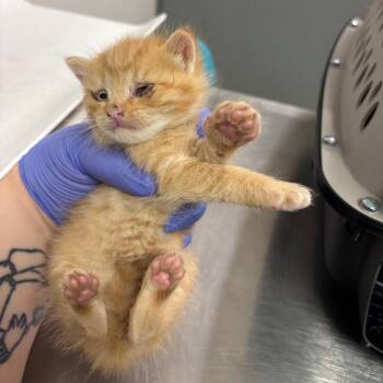 Chirp -  Domestic Medium Hair Cat for Adoption in Charleston, West Virginia - Chirp | PetCurious