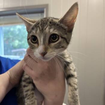 Sisyphus the Eternally Condemned -  Domestic Short Hair Cat for Adoption in Wilmington, Delaware - Sisyphus The Eternally Condemned | PetCurious