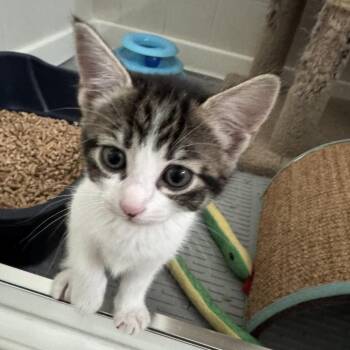 Lucy -  Domestic Short Hair Cat for Adoption in Hemet, California - Lucy | PetCurious