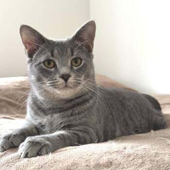 Domestic Short Hair Cats Available for Adoption - Big Boy | PetCurious