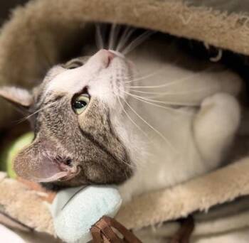 Domestic Short Hair Cats Available for Adoption - Strawberry | PetCurious