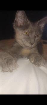 Domestic Short Hair Cats Available for Adoption in Bloomington, Illinois - Saturn And Jupiter | PetCurious