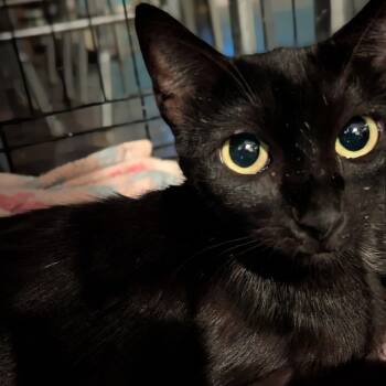 Rescue Domestic Short Hair Cats for Adoption in Fort Lauderdale, Florida - Tiamat | PetCurious