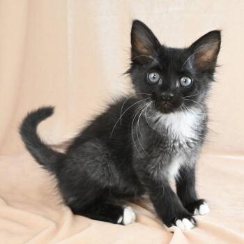 Blue -  Domestic Short Hair Cat for Adoption in Mobile, Alabama - Blue | PetCurious