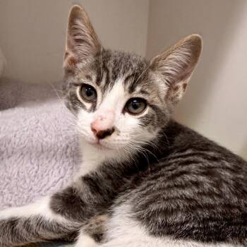 American Shorthair Cats Available for Adoption in Phoenix, Arizona - Sparky | PetCurious