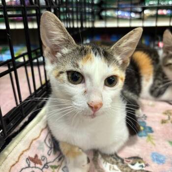 Pixel -  Domestic Short Hair Cat for Adoption in NEW PT RICHEY, Florida - Pixel | PetCurious