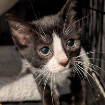 Jill (READ!) -  American Shorthair Cat for Adoption in Pikesville, Maryland - Jill (READ!) | PetCurious