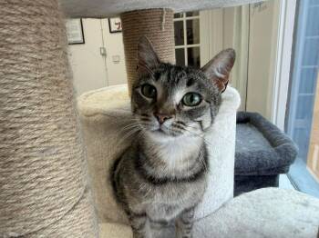 Domestic Short Hair Cats Available for Adoption in Winnipeg, Manitoba - Peetie | PetCurious