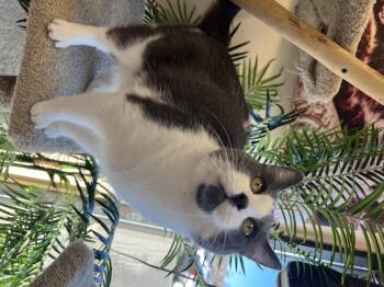 Rescue Domestic Short Hair Cats for Adoption in Madison, Wisconsin - Tom Tom | PetCurious