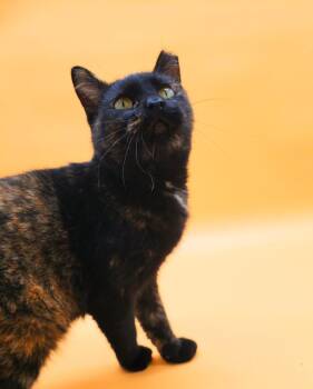 Rescue Domestic Short Hair Cats for Adoption in Springfield, Missouri - Jicama | PetCurious