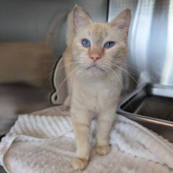 Domestic Short Hair Cats Available for Adoption - Spout | PetCurious
