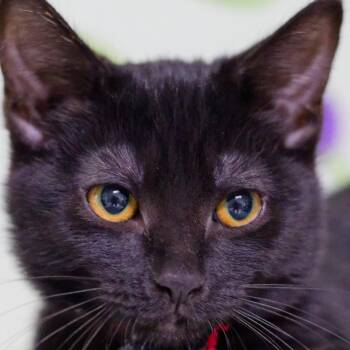 Nori -  Domestic Short Hair Cat for Adoption in Hot Springs, Arkansas - Nori | PetCurious
