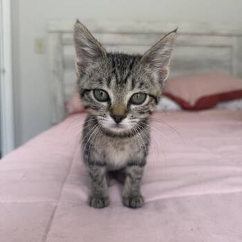 Sunny -  Domestic Short Hair Cat for Adoption in NEW PT RICHEY, Florida - Sunny | PetCurious