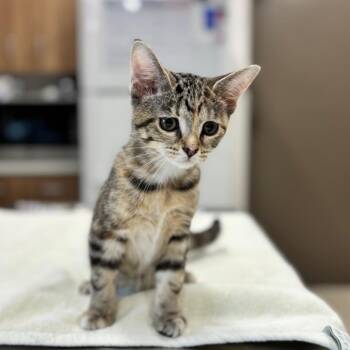 Squirrel -  Domestic Short Hair Cat for Adoption in Nashville, Indiana - Squirrel | PetCurious