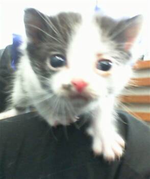 Rescue Domestic Short Hair Cats for Adoption in Dallas, Texas - ALFIE | PetCurious