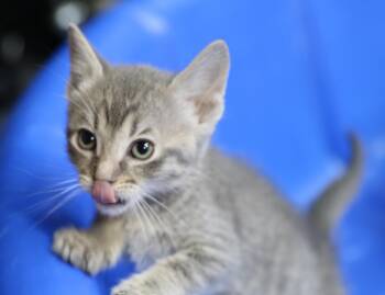 Rescue Tabby Cats for Adoption in Cut Bank, Montana - Echo | PetCurious