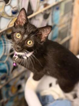 Domestic Short Hair Cats Available for Adoption in Minneapolis, Minnesota - Kenny | PetCurious