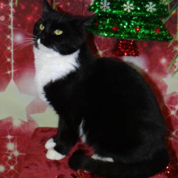 Rescue American Shorthair Cats for Adoption in Fort Kent, Maine - Pixel | PetCurious