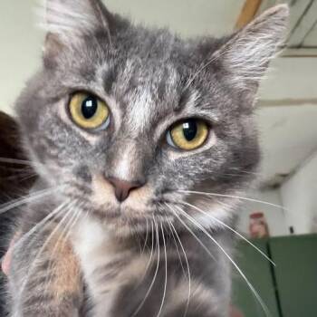 Raven -  Domestic Short Hair Cat for Adoption in Saint Charles, Missouri - Raven | PetCurious