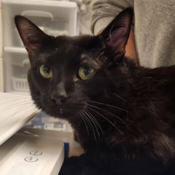 Toothless -  Domestic Short Hair Cat for Adoption in Murray, Utah - Toothless | PetCurious