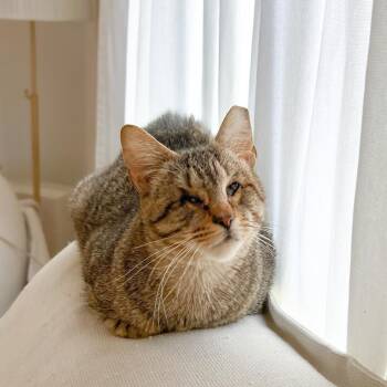 Tabby Cats Available for Adoption - Sopapilla | PetCurious