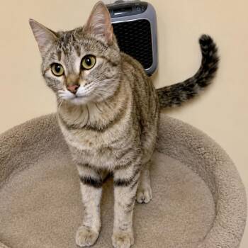 Domestic Short Hair Cats Available for Adoption in Thayne, Wyoming - Cinnatwist | PetCurious