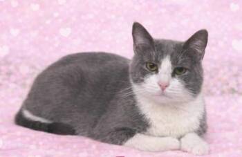 Domestic Short Hair Cats Available for Adoption - Jose | PetCurious