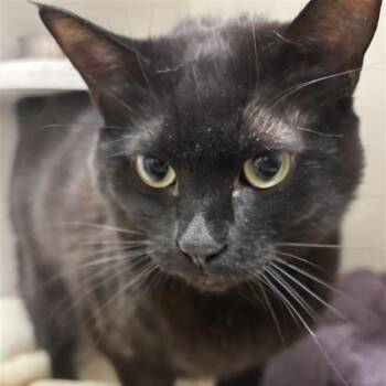 Domestic Short Hair Cats Available for Adoption in Tempe, Arizona - Reginald | PetCurious