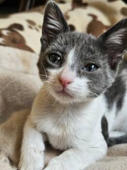 Rescue Domestic Medium Hair and Domestic Short Hair Cats for Adoption in Houston, Texas - Flake | PetCurious