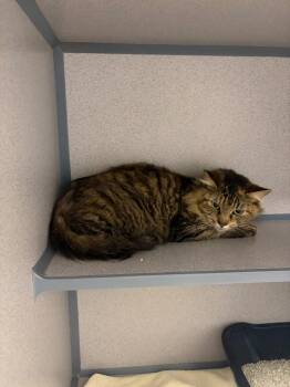 Candace -  Domestic Long Hair Cat for Adoption in Liverpool, New York - Candace | PetCurious