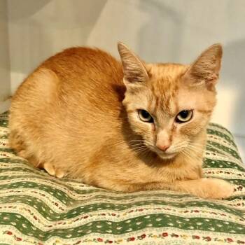 Kirstie -  Domestic Short Hair Cat for Adoption in Lodi, California - Kirstie | PetCurious