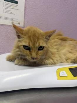 Summer -  Domestic Long Hair Cat for Adoption in El Paso, Texas - Summer | PetCurious
