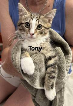 Tony (The Norristown Crew) -  Domestic Short Hair Cat for Adoption in Telford, Pennsylvania - Tony (The Norristown Crew) | PetCurious