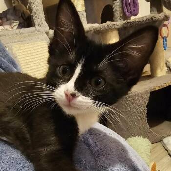 Lexi -  Domestic Short Hair Cat for Adoption in Warr Acres, Oklahoma - Lexi | PetCurious