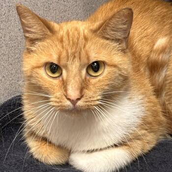 Cheddar 2 -  Domestic Short Hair and Tiger Cat for Adoption in Batavia, New York - Cheddar 2 | PetCurious