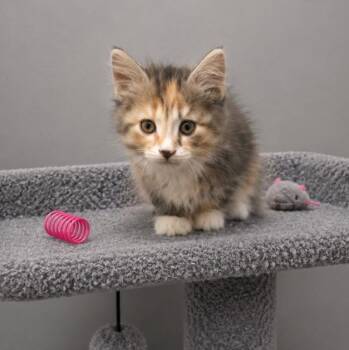 Ember -  Torbie and Calico Cat Available for Adoption in Andover, Minnesota - Ember | PetCurious